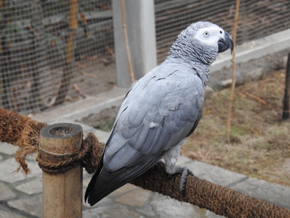 An African grey parrot perched on a rope, looking back over its shoulder.