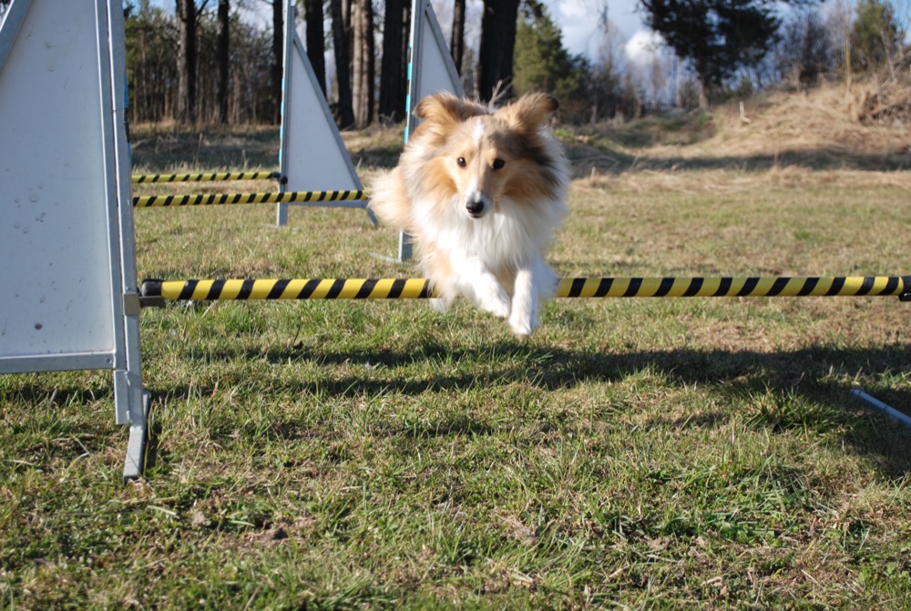 A Shetland sheepdog leaping mid-air over a striped agility bar, ears back.