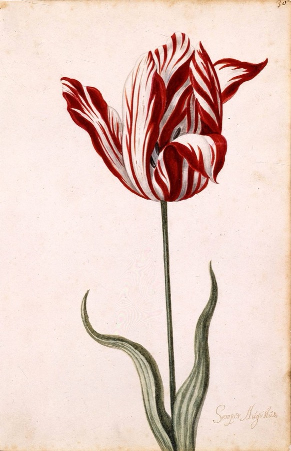 Semper Augustus, a 17th-century painting of the most prized tulip of Dutch tulip mania.